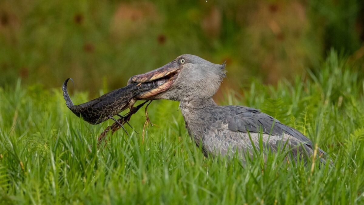 shoebill birding Uganda