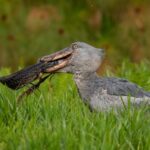 shoebill birding Uganda