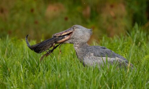 shoebill birding Uganda