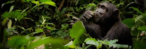 Chimpanzee Tracking and Habituation: